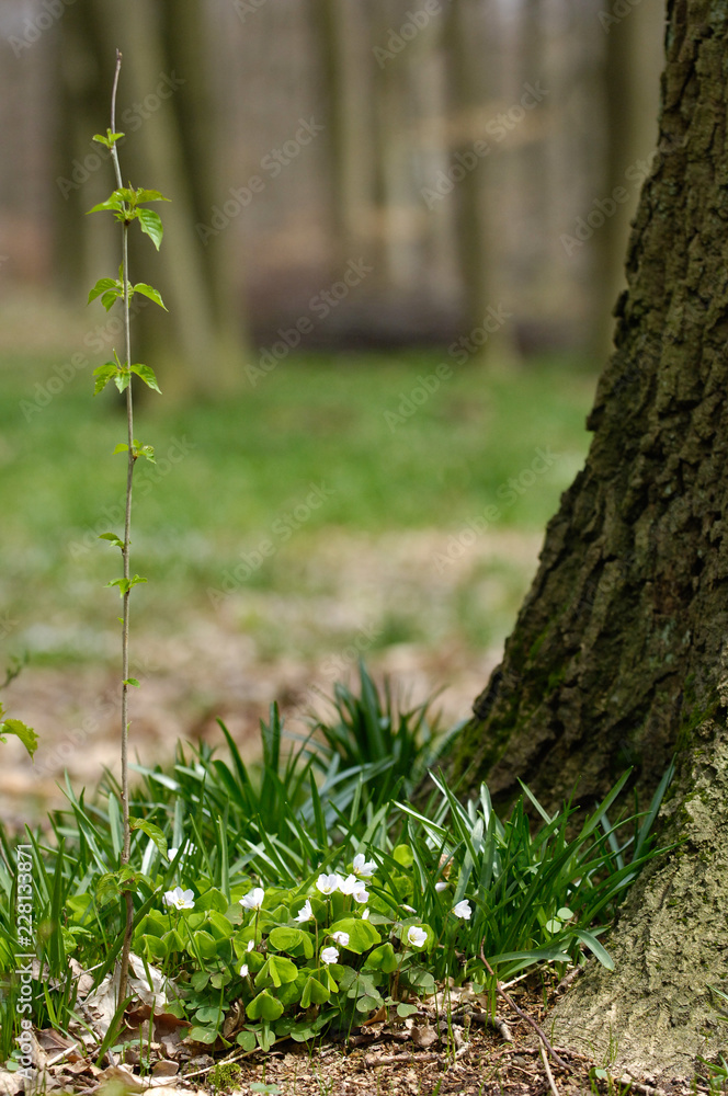 Sticker Belgique Wallonie  Bois Foret arbre fleur primptemps 