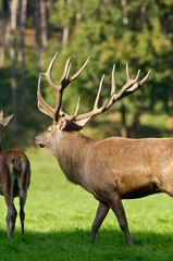 Belgique Wallonie Han sur Lesse reserve animaux cerf