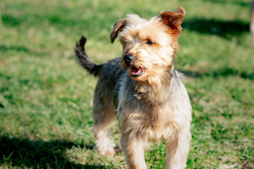 A yorshire dog living in an animal shelter in belgium