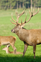 Belgique Wallonie Han sur Lesse reserve animaux cerf