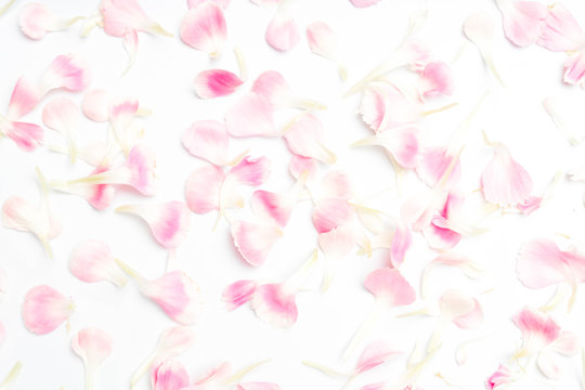 Carnation Flower Petals On White