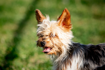 A yorshire dog living in an animal shelter in belgium