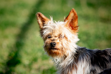 A yorshire dog living in an animal shelter in belgium