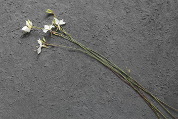 Blume auf dunkelgrauem Grund