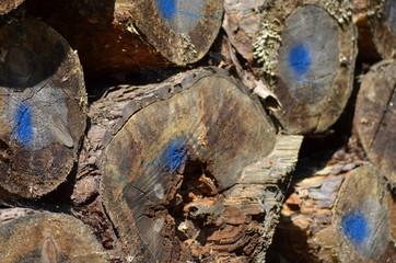 Baumstämme markiert blau