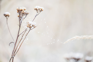 Delicate flower in cobwebs covered with white frost. Grass in the meadow covered with hoarfrost. The first autumn frosts. Soft selective focus.
