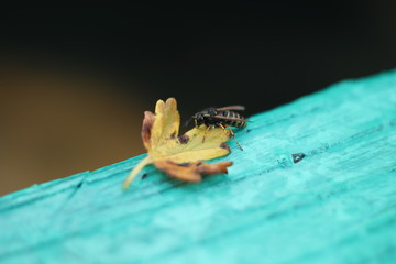  wasp on leaf
