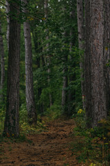 Detail of beautiful trees. Autumn in the forest