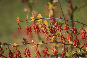 barberry bush