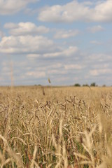  wheat field
