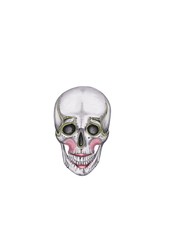 Day of death. halloween. isolated Illustration of a skull with makeup on the white background