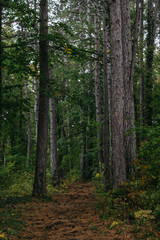 Detail of beautiful trees. Autumn in the forest