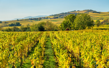 Autumn vineyards in Haut-Rhin - Alsace, France