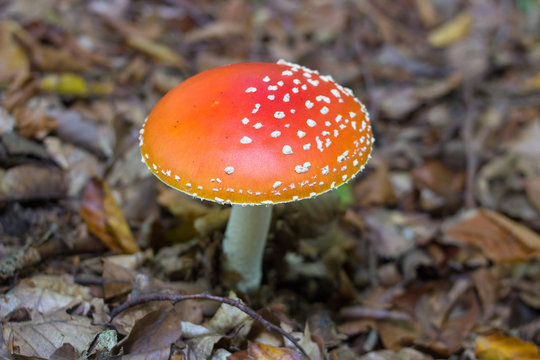 poisonous mushroom fly red,Amanita muscaria,grows in the woods poisonous mushroom fly red