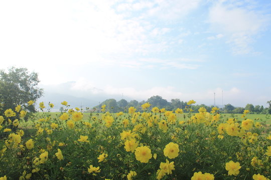 Cosmos flower meadows