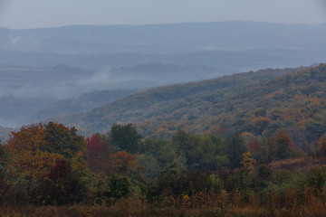 Autumn in the forest