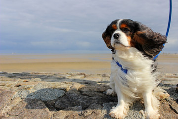 cavalier king charles spaniel tricolour, portrait, kopf, Nordsee, Watt, wind