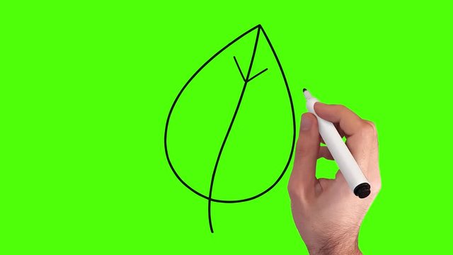 Blatt – Whiteboard Animation auf Greenscreen
