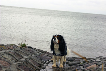 cavalier king charles spaniel, tricolour, Mantel, Meer, regen