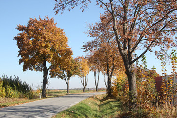 Naklejka premium road with autumn trees