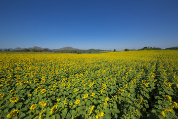Beautiful sunflowers in Thailand.