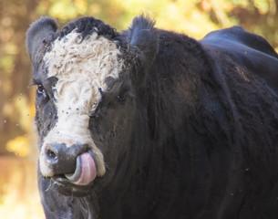 portrait of cow