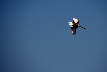 grey heron in flight on bright blue sky