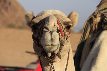 camel in desert