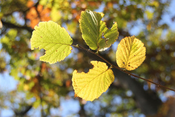 yellow autumn leaves with bokeh background