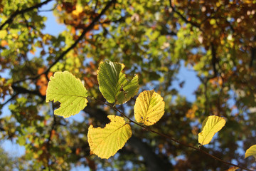 yellow autumn leaves