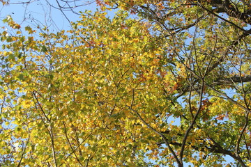 autumn leaves on tree