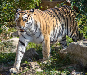 Fototapeta na wymiar walking ussurian tiger