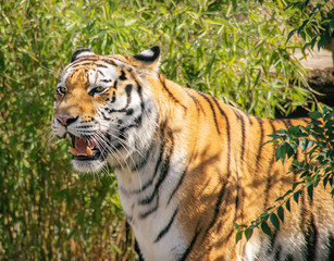 Fototapeta na wymiar portrait of ussurian tiger
