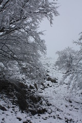 paisaje asturiano