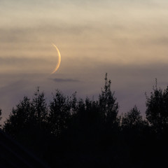 Fototapeta premium Moonlit month goes over the forest