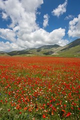 Castelluccio