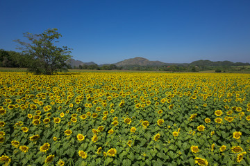 Fototapeta premium Beautiful sunflowers in Thailand.