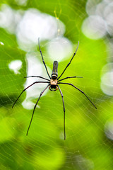 The Giant Golden Orb weaver