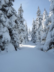 snow covered pine trees