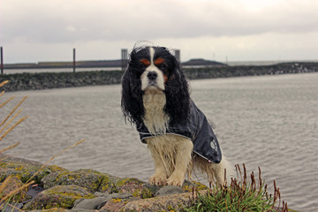 cavalier king charles spaniel, tricolour, Nordsee, Wasser, küste, Regen, Mantel