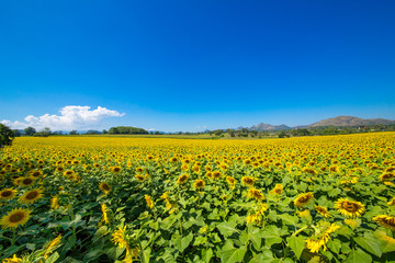 Fototapeta na wymiar Beautiful sunflowers in Thailand.