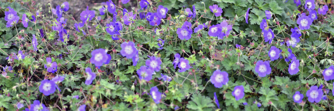 colorful flowers during autumn season. Nice to juse as background or for gardening.