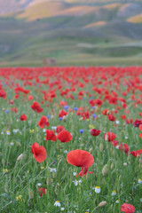 Castelluccio