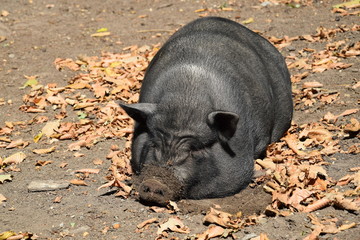 Relaxing pot bellied pig