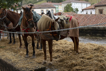 Fototapeta na wymiar Saddle horses