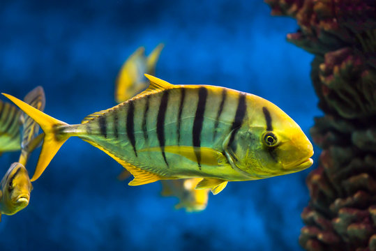 Yellow black fish floating in the sea 