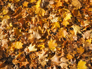 autumn leaves background