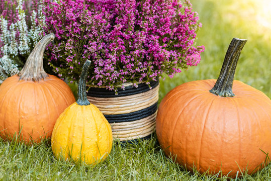 Dynie i wrzosy na trawie