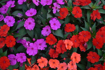 fiori