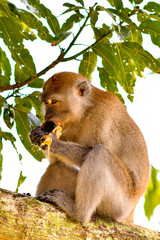 Funny looking long-tailed macaque